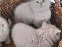 British shorthair dişi 2 aylık safkan