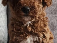 3 aylık dişi toy poodle