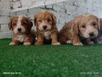 Maltipoo yavrularımız
