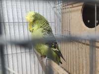 Maşallah show jumbo muhabbet kuşu damızlık ve yavrular