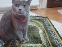 1 yaşında kısır erkek british shorthair