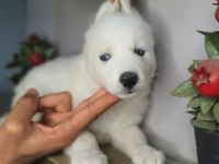 Safkan husky yavrularım