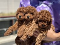 Yasal ruhsatlı çiftlikde ziyarete açık toy poodle 