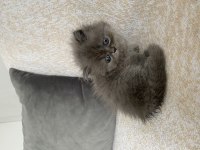 40 Günlük British Longhair