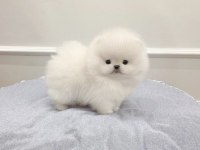 Beyaz Etipuf Pomeranian