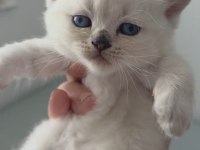 A KALİTE YAVRU KEDİLER