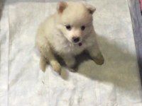 Pomeranian 3 aylık Erkek Acil sahiplendirilecektir