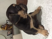 Egzotik French Bulldog Bebekleri