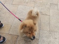 3 buçuk aylık çin aslanı sağlığı aşıları tamdır