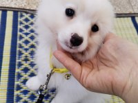 Pomeranian spitz