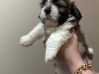 Shih-Tzu ev yavrular