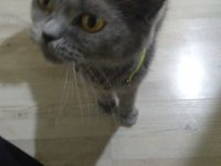 Kızımızı sahiplendiriyoruz british shorthair