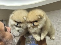 Show Class Mühteşem Pomeranian Boo Yavrular