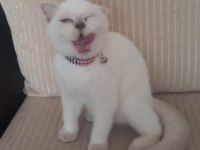 Dişi 5 aylık yavru british shorthair