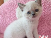 British longhair tuvalet eğitimleri verildi