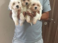 Mükemmel Kalitede Maltese Terrier Yavrularımız