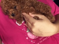 Poodle Yavru Erkek