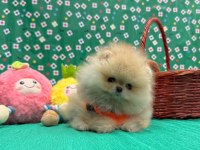 Pomeranian yavrular
