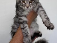 Mco Dişi Silver Tabby Blotches