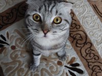 Duman bir buçuk yaşında erkek scottish fold