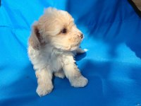 0 numara maltipoo