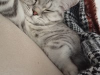 Silver Tabby British Shorthair