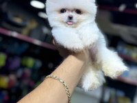 Irk garantili sözleşme ile teslim pomeranian
