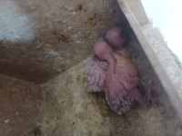 2 Yavrulu Muhabbet Kuşu Çifti