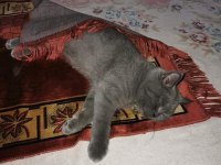 British shorthair 5 aylık erkek
