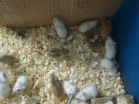 Toptan perakende gonzales hamster bebekler
