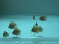 Discus yavru
