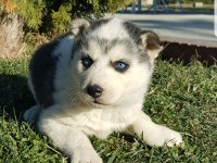 Masmavi gözlü safkan husky yavruları