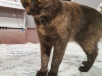 British shorthair kitten brown color cholatte