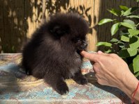 A kalite pomeranian tea cup dişi