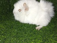 Guinea Pig Yavrular Aynı Gün Set Halinde Teslim Edilir