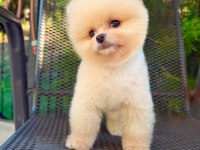 Pomeranian boo kusursuz