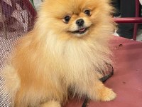 ORİJİNAL POMERANİAN BOO