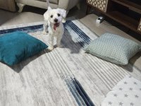 Köpeğimiz 1.5 yaşında maltese