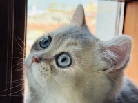 British shorthair erkek 3