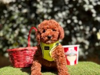Safkan Toy Poodle Yavrularımız