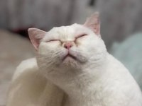 Beyaz british shorthair 1.5 aylık