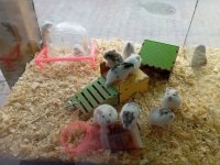 Yavru hamsterlarım