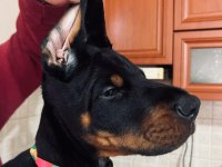 ERKEK - DİŞİ EUROPEAN DOBERMAN YAVRULARIM IRK GARANTİLİ
