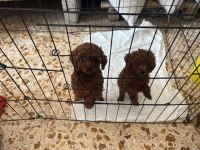 Dark Brown Teacup Poodle