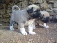 DİŞİ ERKEK SAFKAN SİVAS KANGAL YAVRULARIMIZ