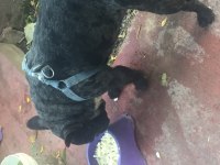 French bulldog rıfkı için yuva