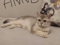 Golden British Shorthair Safkan