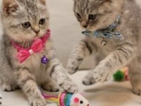 British shorthair yavru kediler