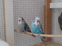 Sahibinden show muhabbet kuşlar