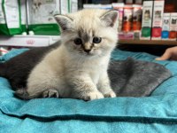 British shorthair yavrularımız teslime hazır